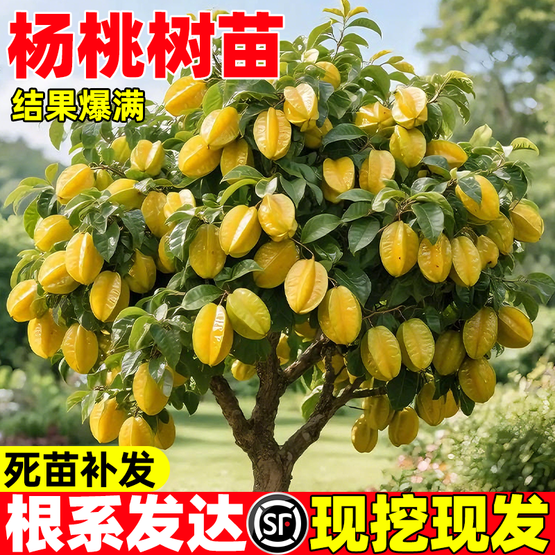 杨桃树果苗结果四季甜杨桃台湾大