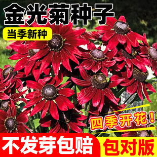 四季播种金光菊种子开花宿根黑烟苏珊花种冬天庭院室外盆栽种籽孑