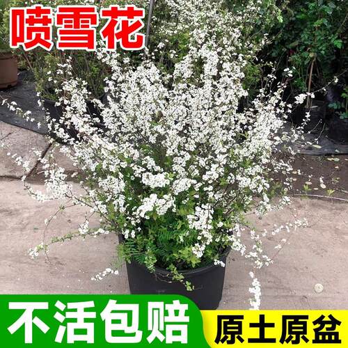 重瓣喷雪花树苗盆栽雪柳多年生花