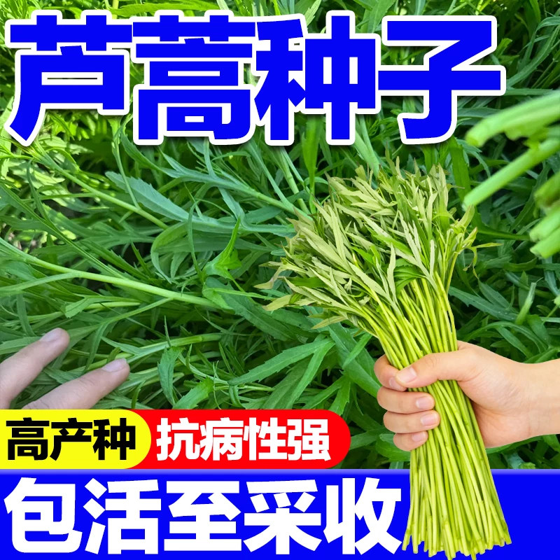 芦蒿种子四季播南京特产水篙柳蒿茼种子阳台小院高产蔬菜芦蒿种子