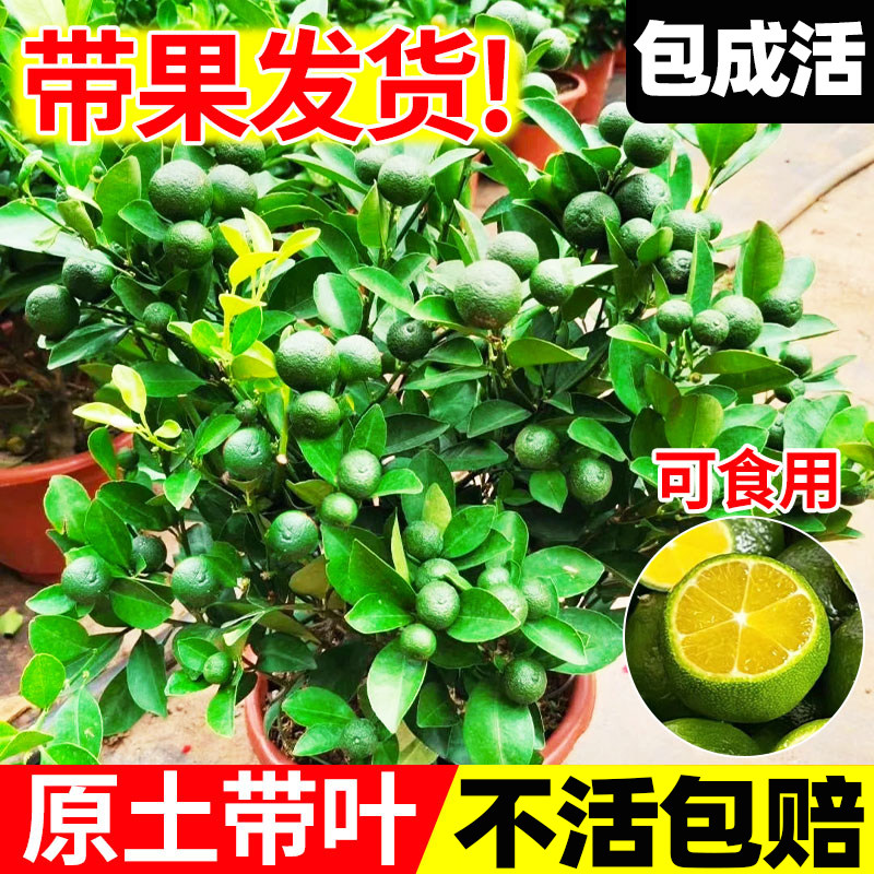 小青柠树苗海南四季结果水果树果苗大全盆栽阳台青桔金桔柠檬树苗
