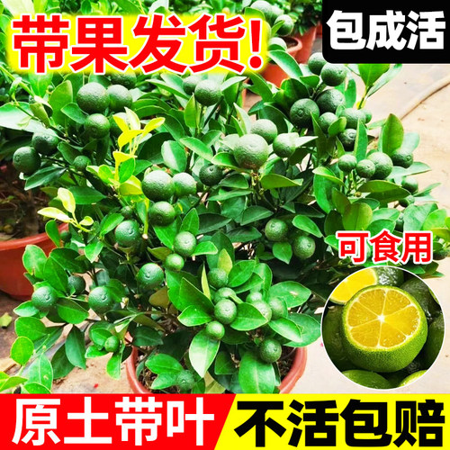 小青柠树苗海南四季结果