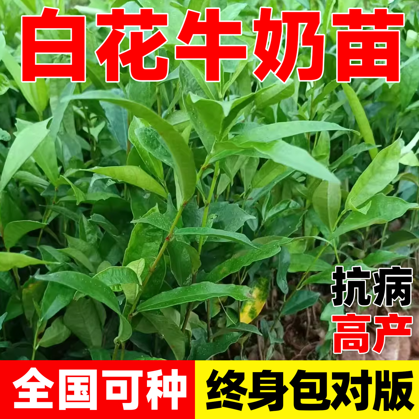 白花牛奶根树苗煲汤猪脚饭香料