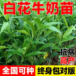 白花牛奶根树苗会昌牛奶子根全缘琴叶榕五指毛桃苗煲汤猪脚饭香料
