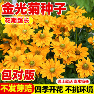 金光菊种子四季易活多年生花种籽子庭院室外盆栽景观绿化花卉耐寒