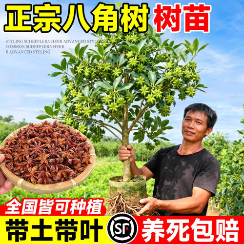 八角树树苗茴香树广西大红嫁接大