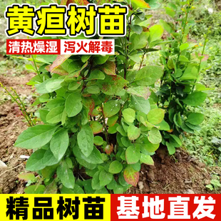 黄疸树苗四季种植三颗针树易活黄连黄根刺树苗盆栽庐山小檗药材苗