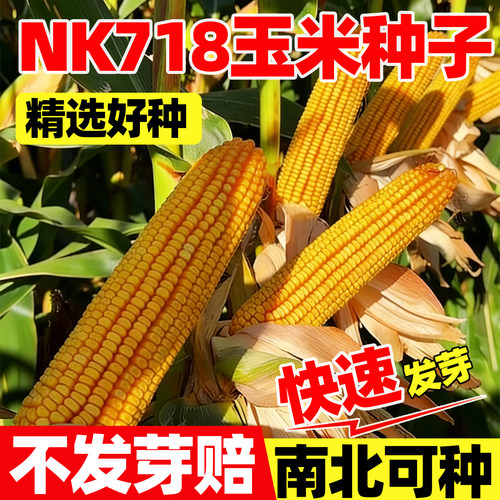 NK718玉米种子杂交高产矮杆大棒