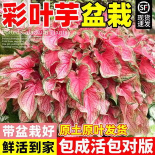 彩叶芋盆栽白色恋人粉色和声室内桌面花卉四季好养甜心芋类绿植物