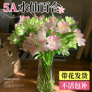 水仙百合鲜花六出花鲜切花卉香水百合黄天霸家用插花材水培绿植物