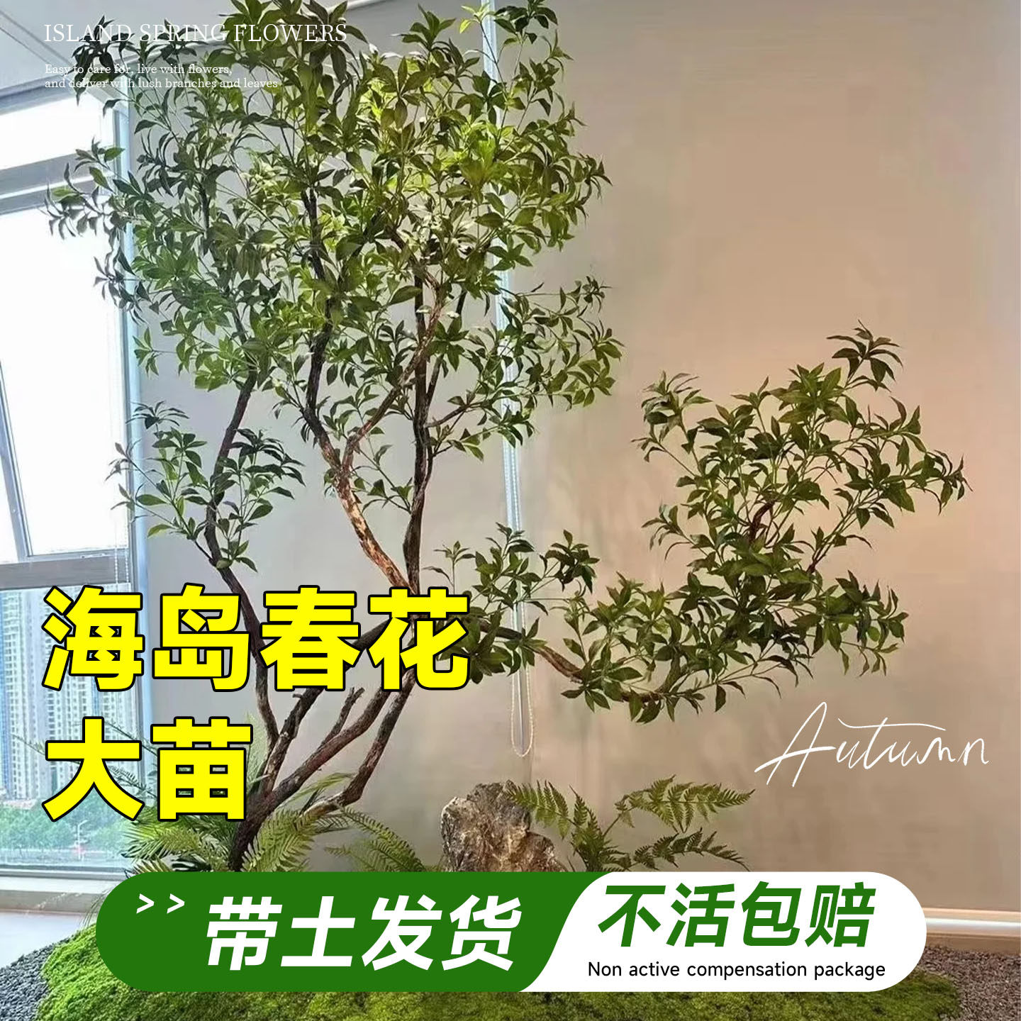海岛春花石斑木桌面阳台绿植盆景土培四季常青造型树苗茶室造景物