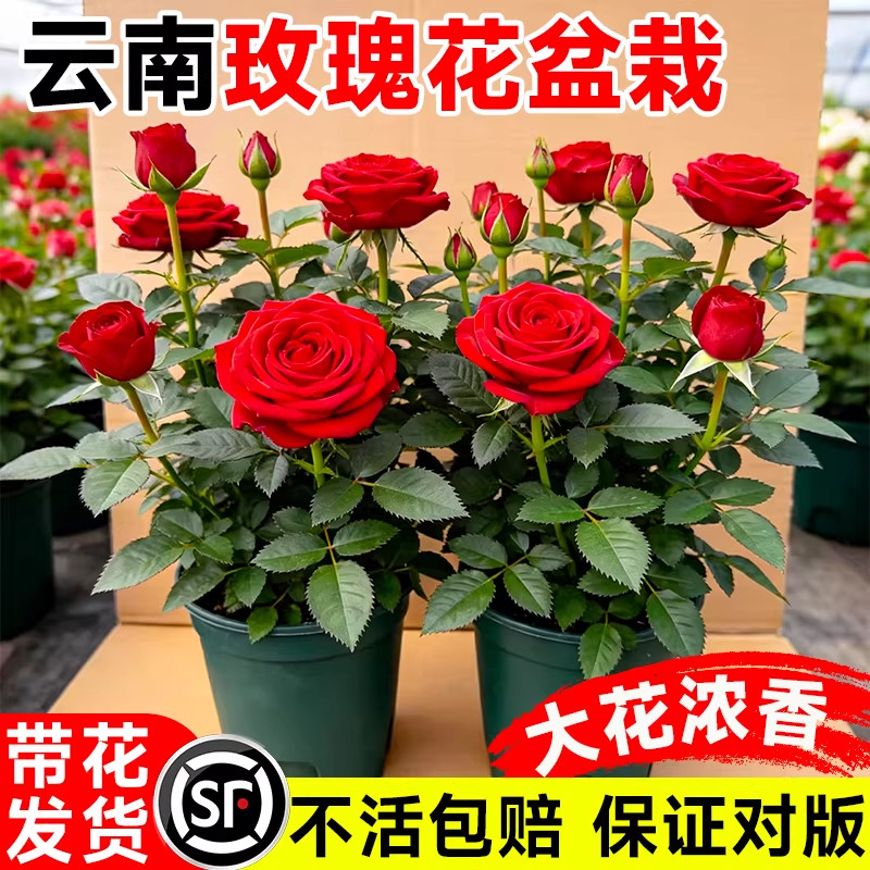 多色带苞多季开玫瑰盆栽花卉绿植图片