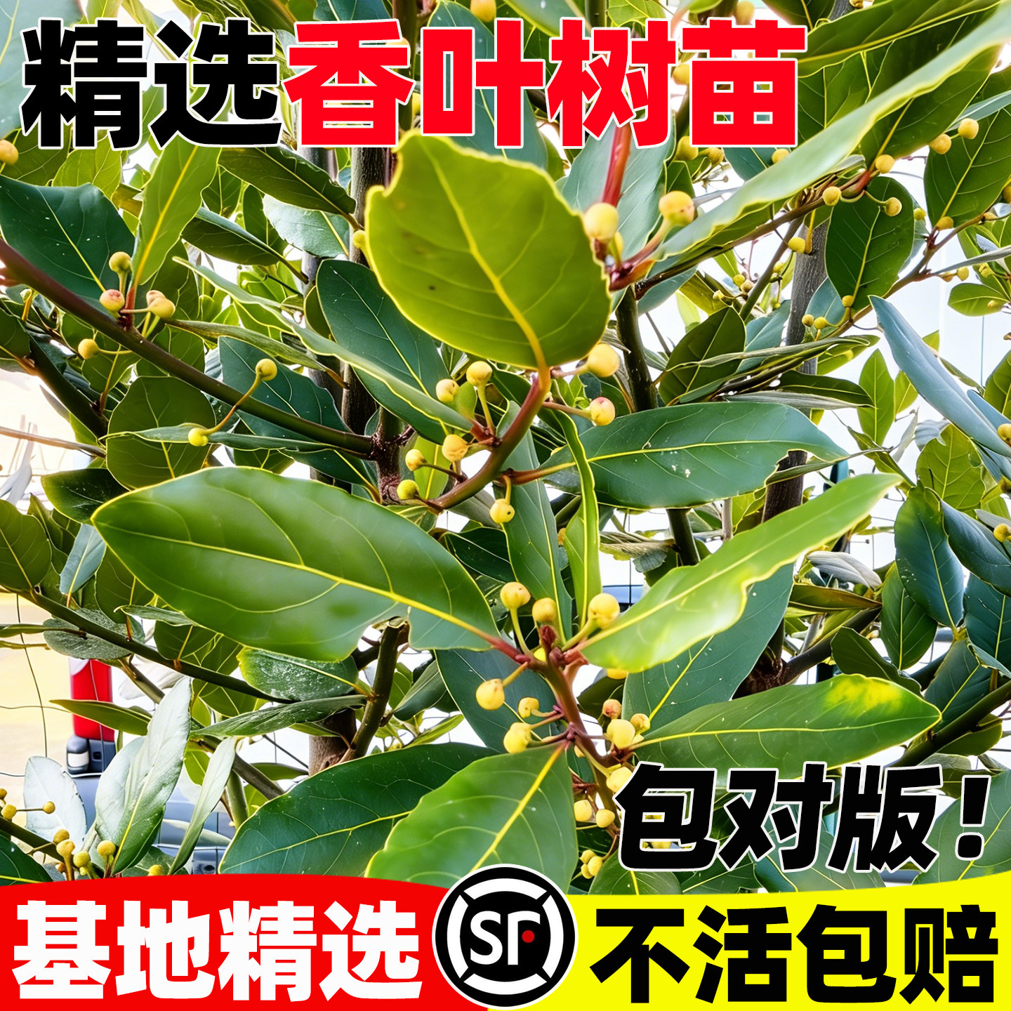 香叶树苗地中海月桂树食用调图片