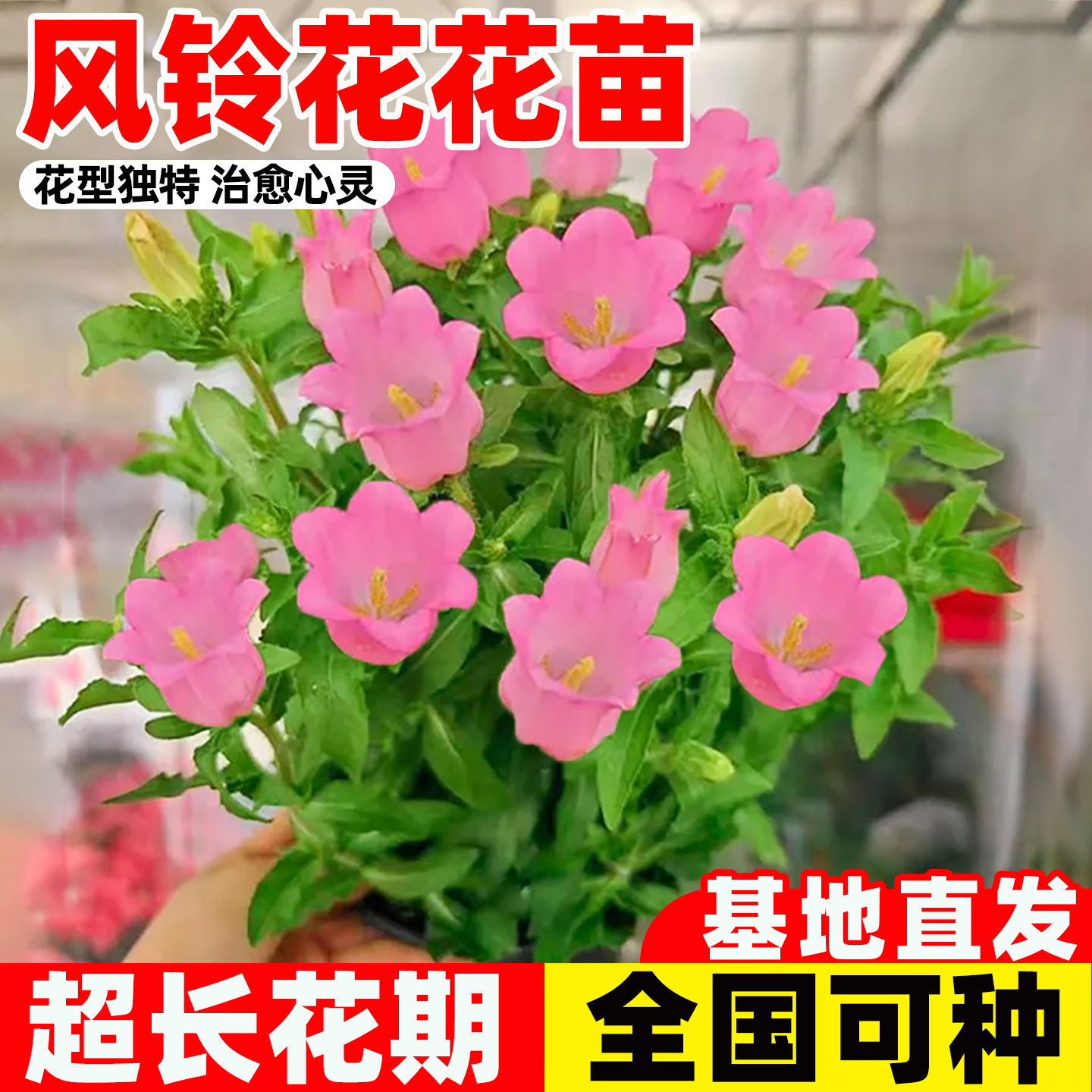 风铃花花苗丹麦重瓣风铃梦露阳台室内办公室盆栽四季风铃草带花苞