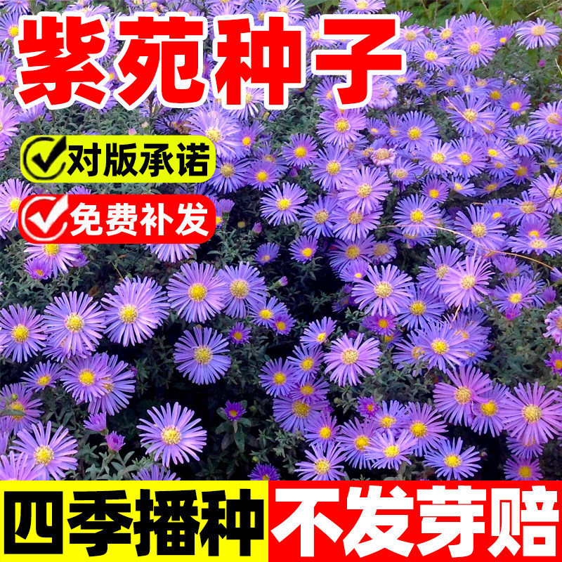 紫菀花种子多年生庭院室外阳台盆栽春秋播种开花高山青苑返魂草籽