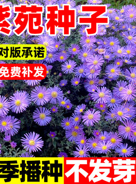 紫菀花种子高山青苑返魂草
