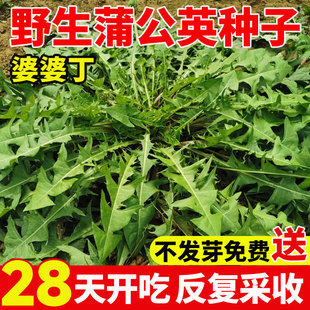 食用蒲公英种子野菜种籽孑婆婆丁根茶庭院室外四季播种盆栽蔬菜籽