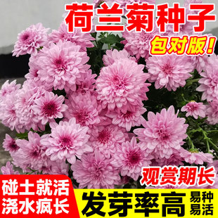 荷兰菊紫菀种子多年生宿根花卉花种孑春秋播种阳台庭院耐寒花种籽