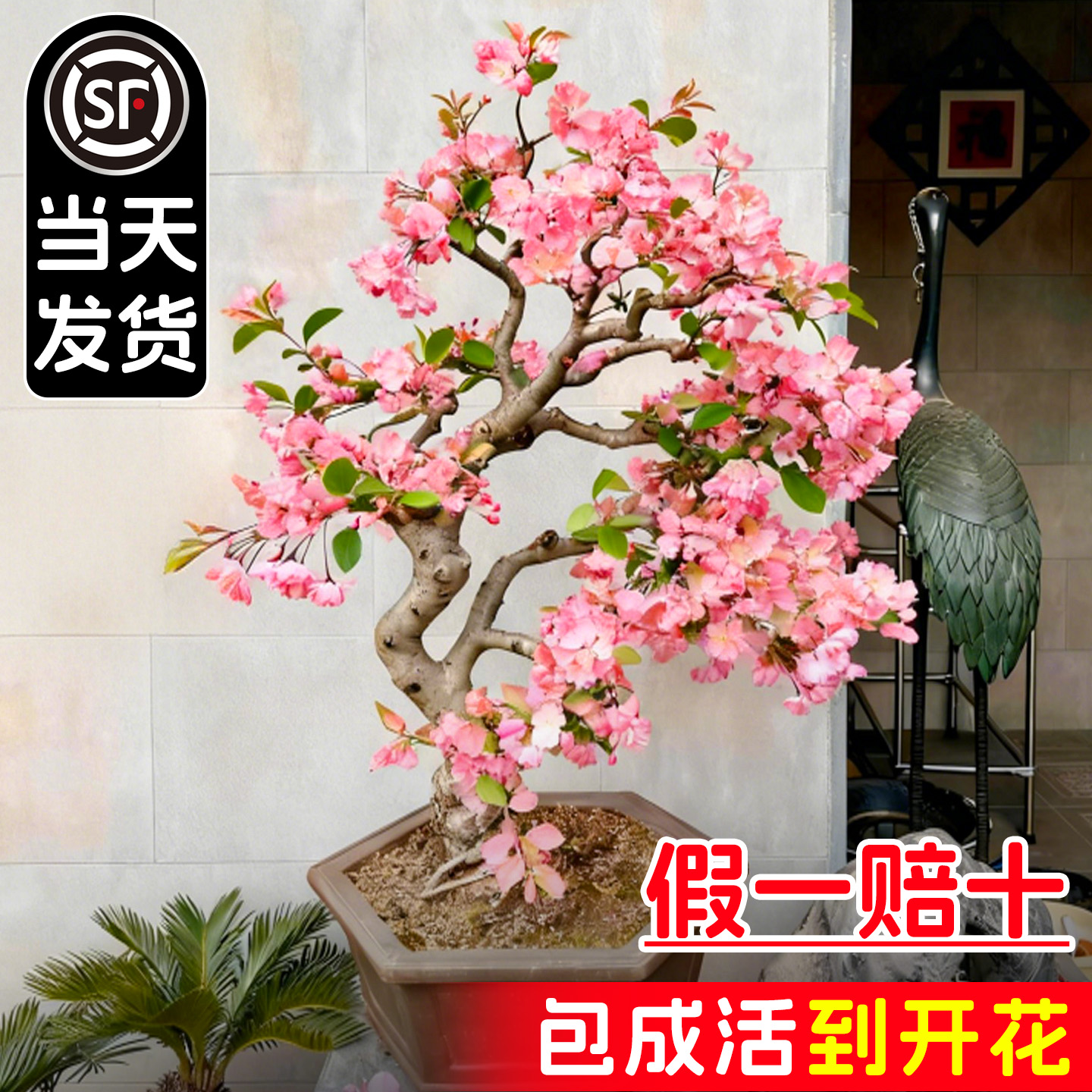 垂丝海棠花盆栽四季海棠树苗鲜花