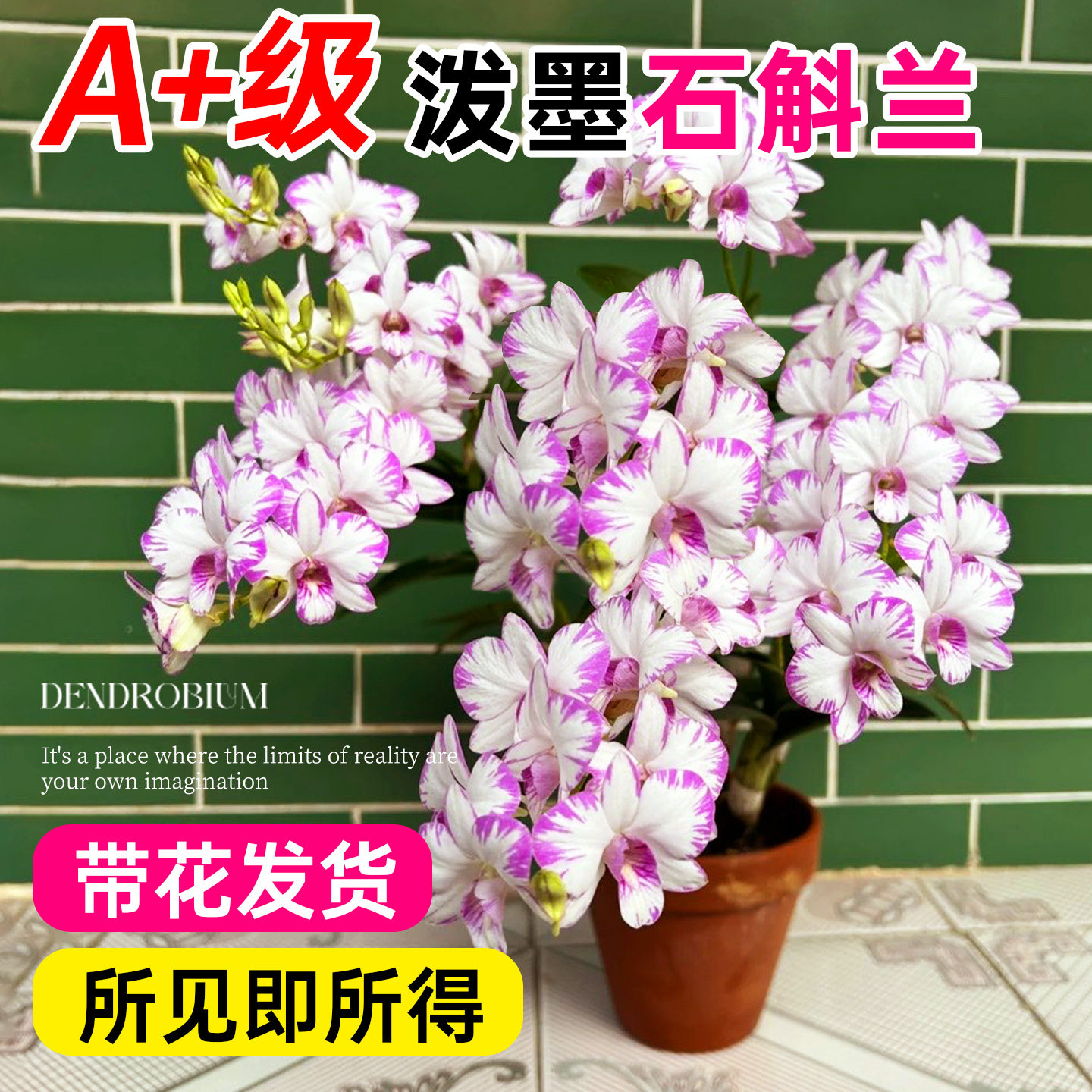 泼墨石斛兰带花苞日本白泼墨秋石图片