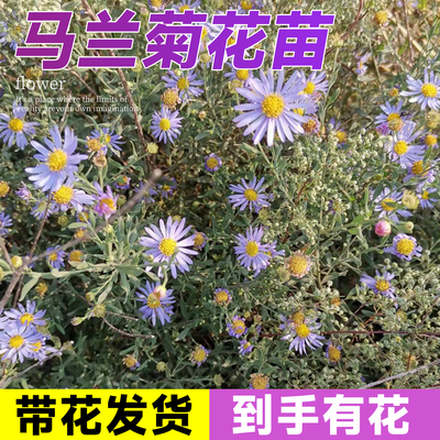 狭叶马兰菊盆栽野甘菊花苗多年生