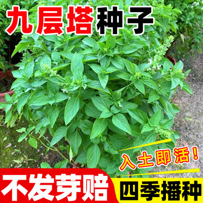 九层塔种籽四季种植四季种植阳台