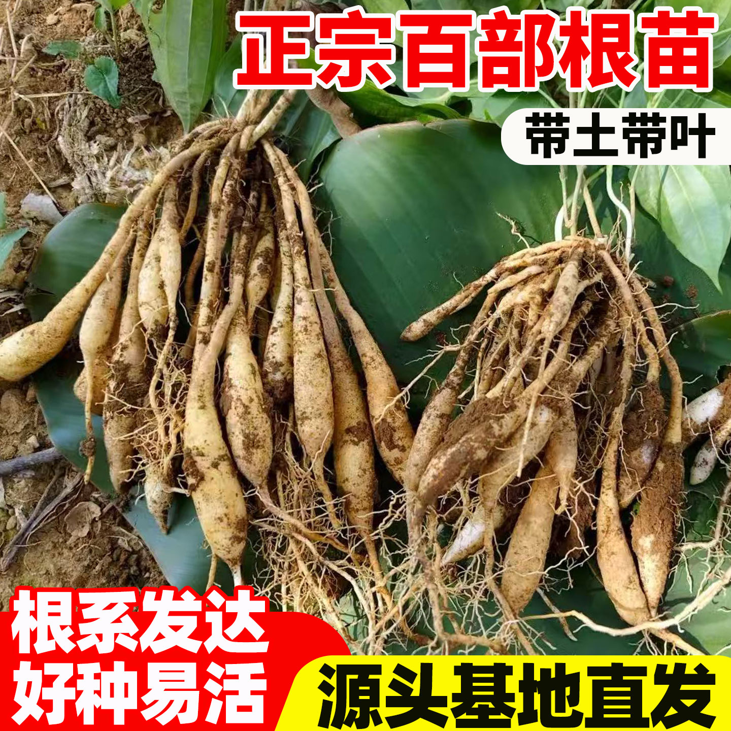 广西高产百部苗良种大百部苗对叶百步根苗子中草药材红花九虫根苗