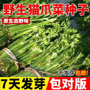猫爪子种子东北山野菜山菜新鲜刺嫩芽蕨菜猴腿猫爪子蔬菜种子菜籽