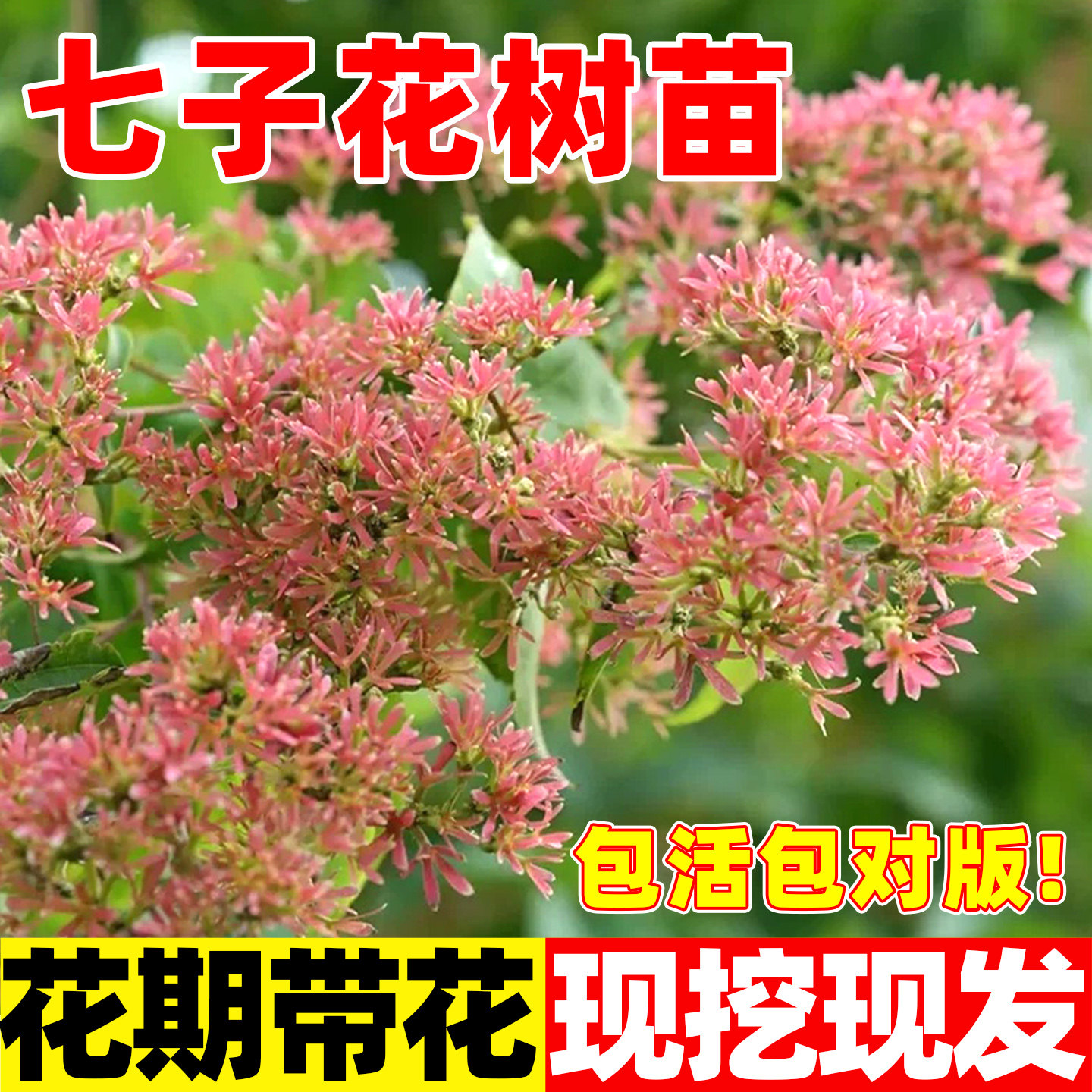 精品七子花树盆栽小苗庭院开花耐