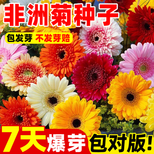 非洲菊种子扶郎花菊花种籽阳台盆栽景观绿化植物景观造景花卉种孑