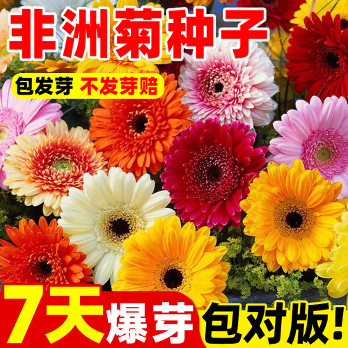 非洲菊种子扶郎花菊花种籽阳台盆