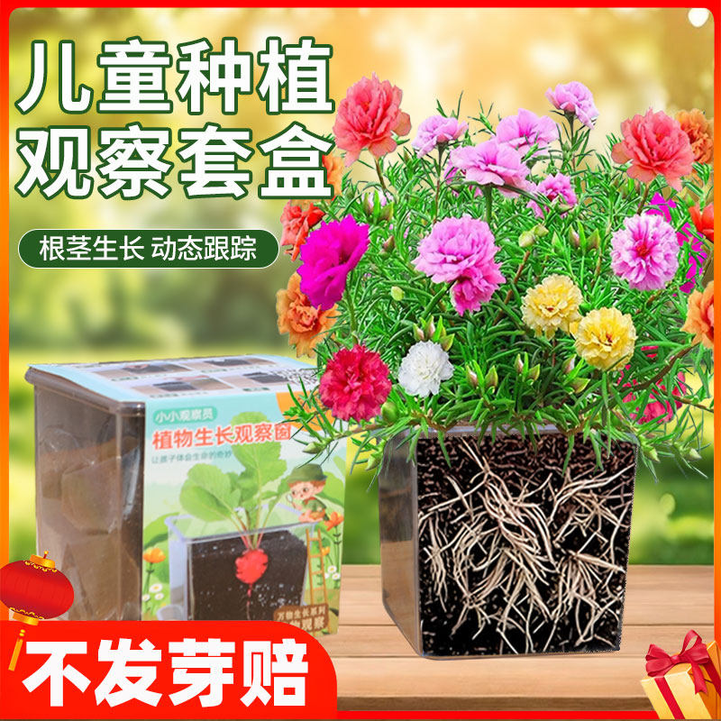 小学生实验太阳花种子儿童种植盆栽套装四季开花草莓向日葵花种籽