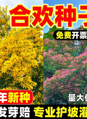 合欢种子新采红花合欢种子包发芽银合欢种子金合欢种子粉花树种子