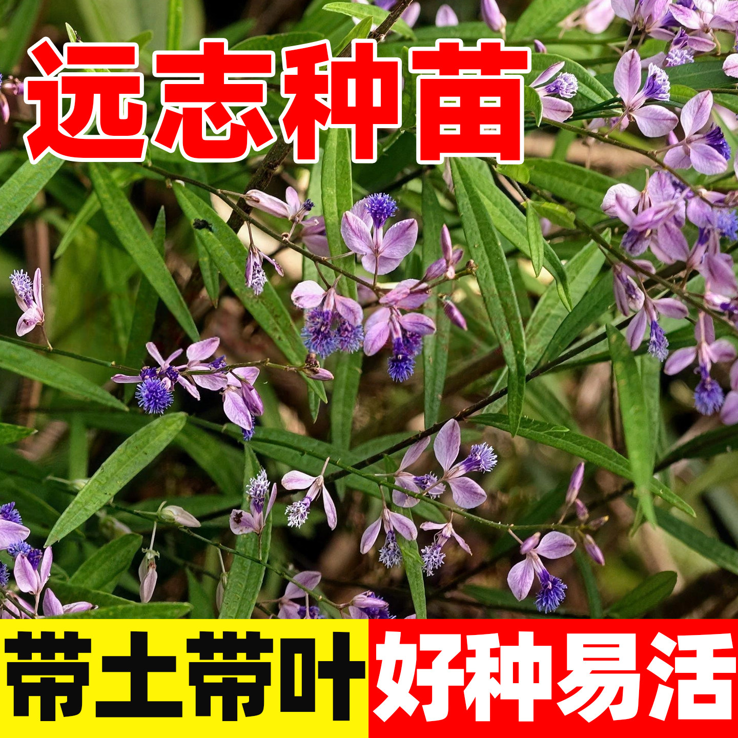远志中药材苗现挖远志根苗基地直发全国种植泽兰苗秦艽苗板蓝根苗