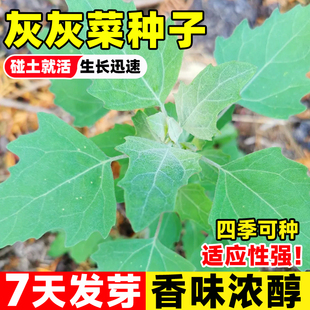 灰灰菜种子山野菜农家蔬菜种籽灰条菜鹤顶菜草灰菜阳台盆栽种孑苗