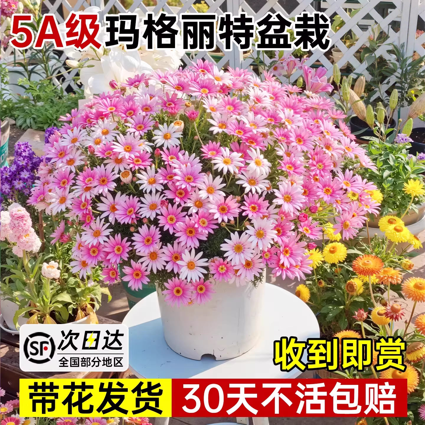 玛格丽特带花盆栽小雏菊糖果室外阳台四季花卉开花植物室内好养活
