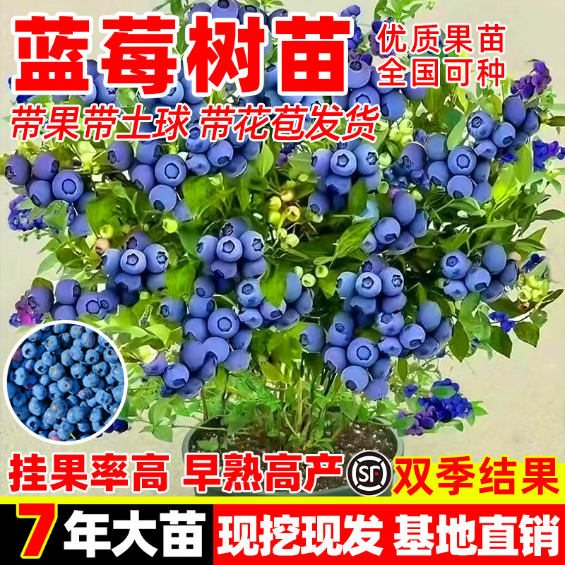 蓝莓树果苗盆栽带大果蓝梅苗