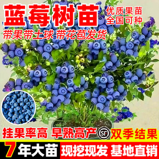 四季结果盆栽蓝莓树果苗带果子室内外耐寒南北方易种植蓝梅树苗子