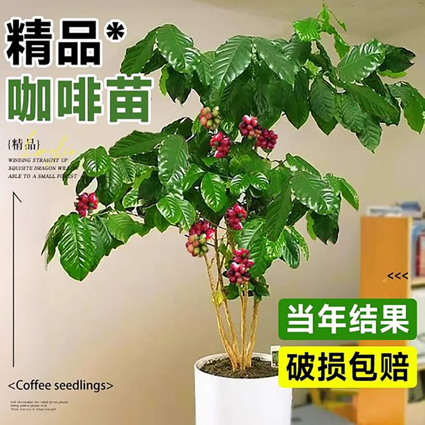 云南咖啡苗盆栽室内咖啡树树苗果树地栽果苗阳台水果树南北方种植
