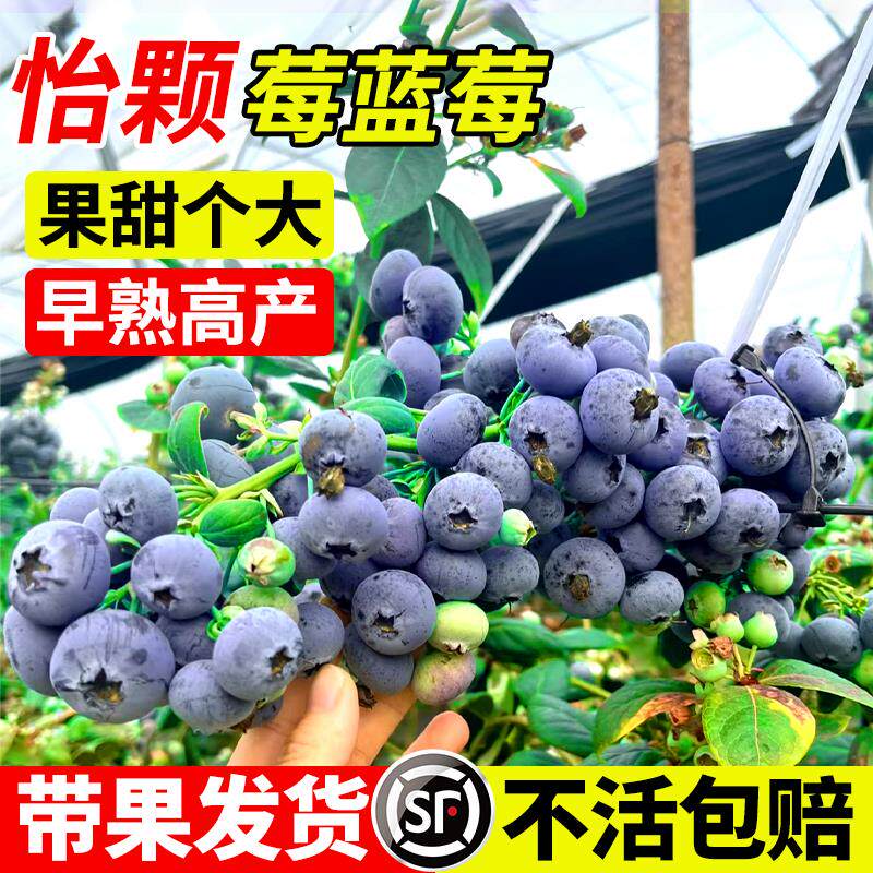 怡颗莓蓝莓树果苗盆栽带果带花苞花香地栽南方北方种植特大号果树