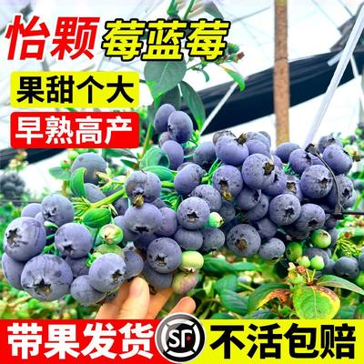 怡颗莓蓝莓树果苗盆栽带果带花苞