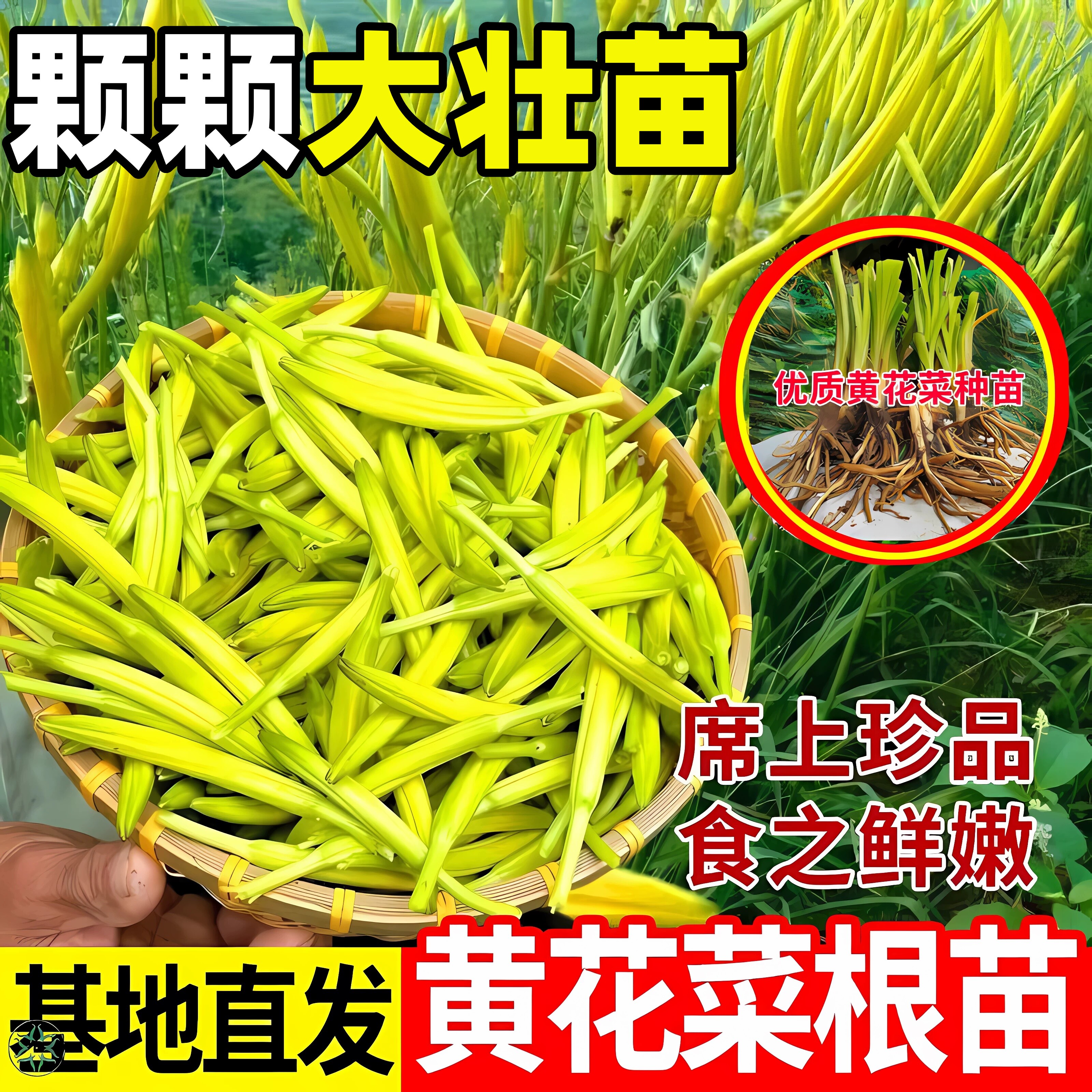 黄花菜根苗高产金针菜种苗食用黄图片