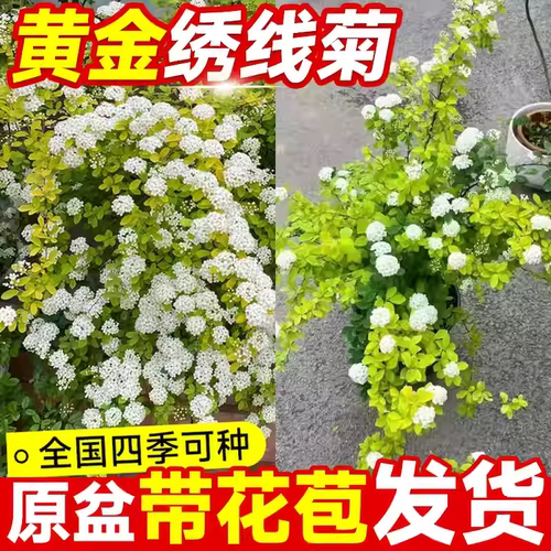 绣线菊雪柳盆栽黄金喷泉花卉重瓣