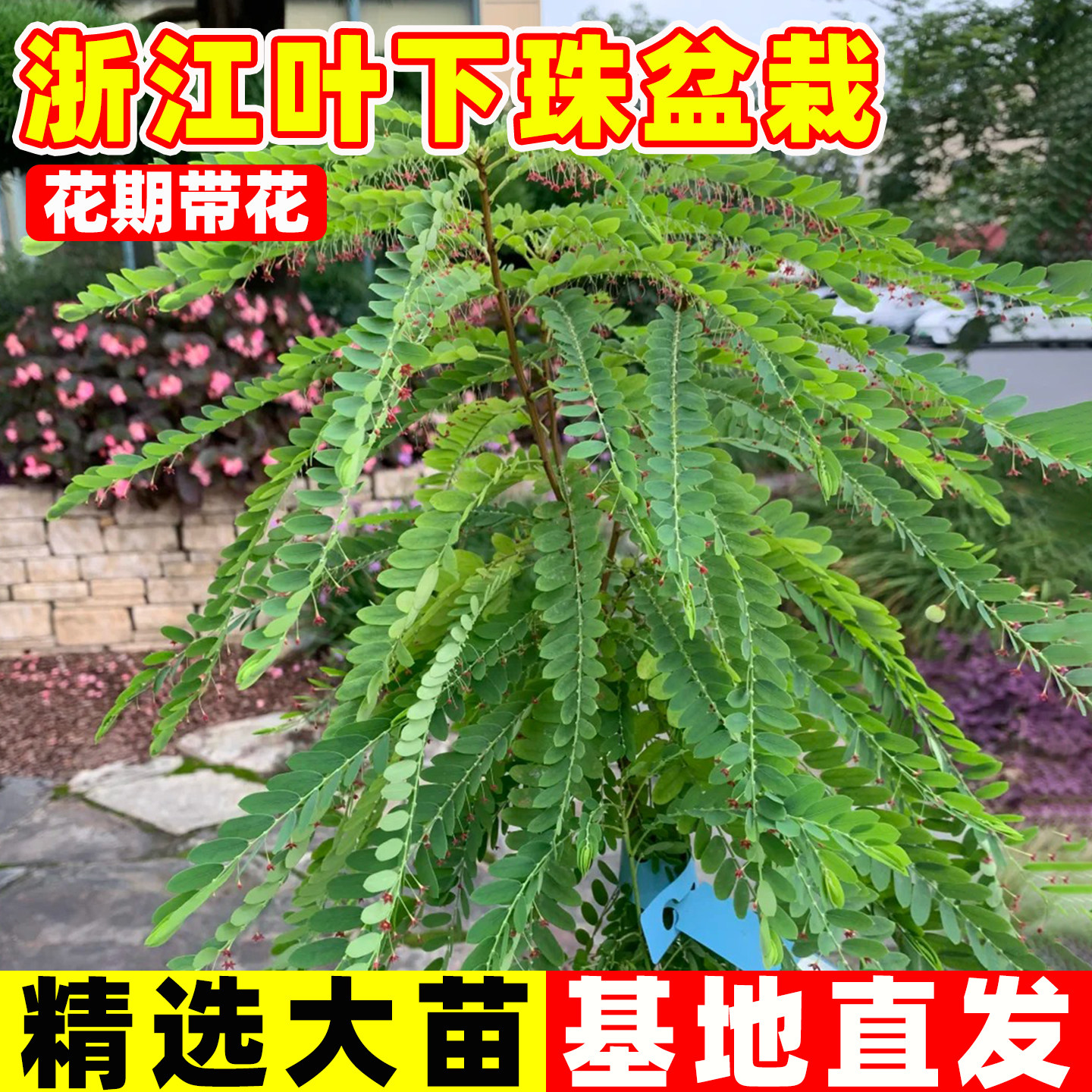 浙江叶下珠盆栽四季常青药用绿植