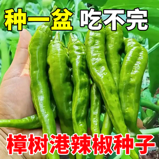 正宗樟树港椒种子薄皮辣椒种籽春秋四季余干椒湖南青椒下饭蔬菜孑