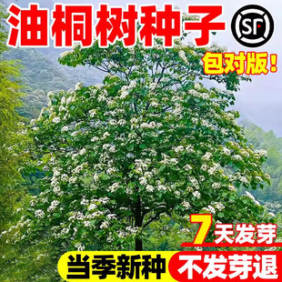 油桐树种子桐油树林木种籽子四季播经济作物炼油药用园林绿化庭院