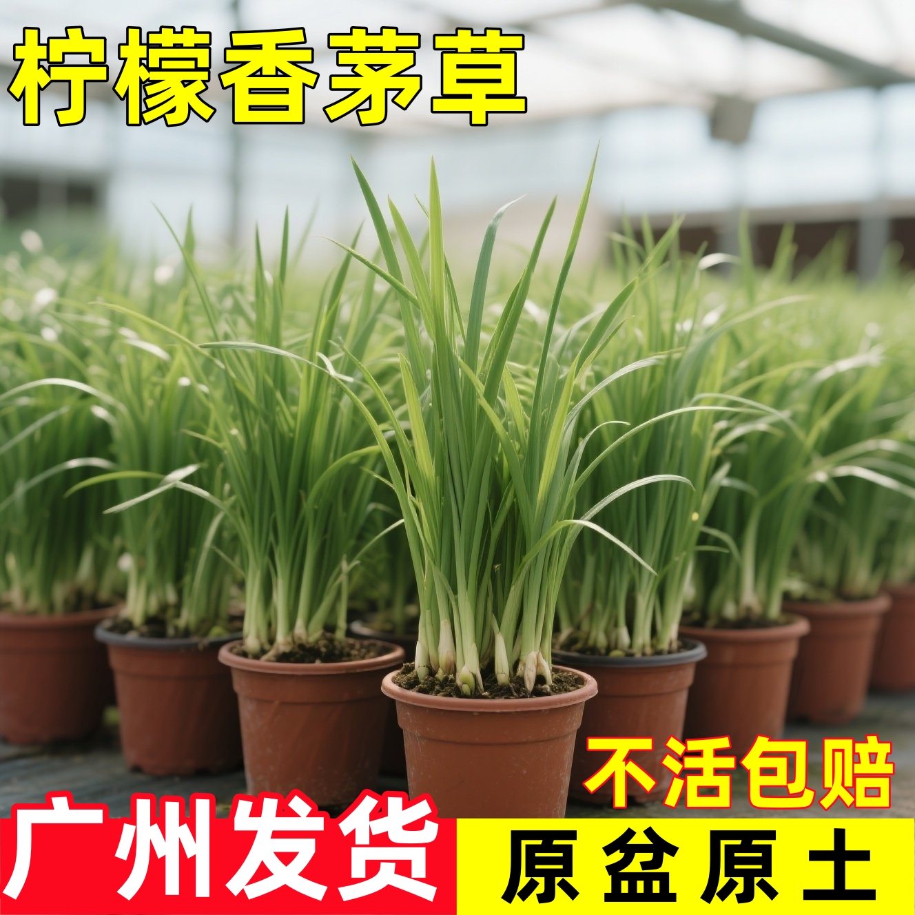 新鲜香茅草苗柠檬盆栽可食