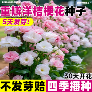 洋桔梗花种子花苗混色重瓣易活花卉植物室内外盆栽四季播种花籽孑