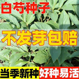 白芍种子四季种植可观赏可入药阳台庭院盆栽地栽中药材花卉植物苗