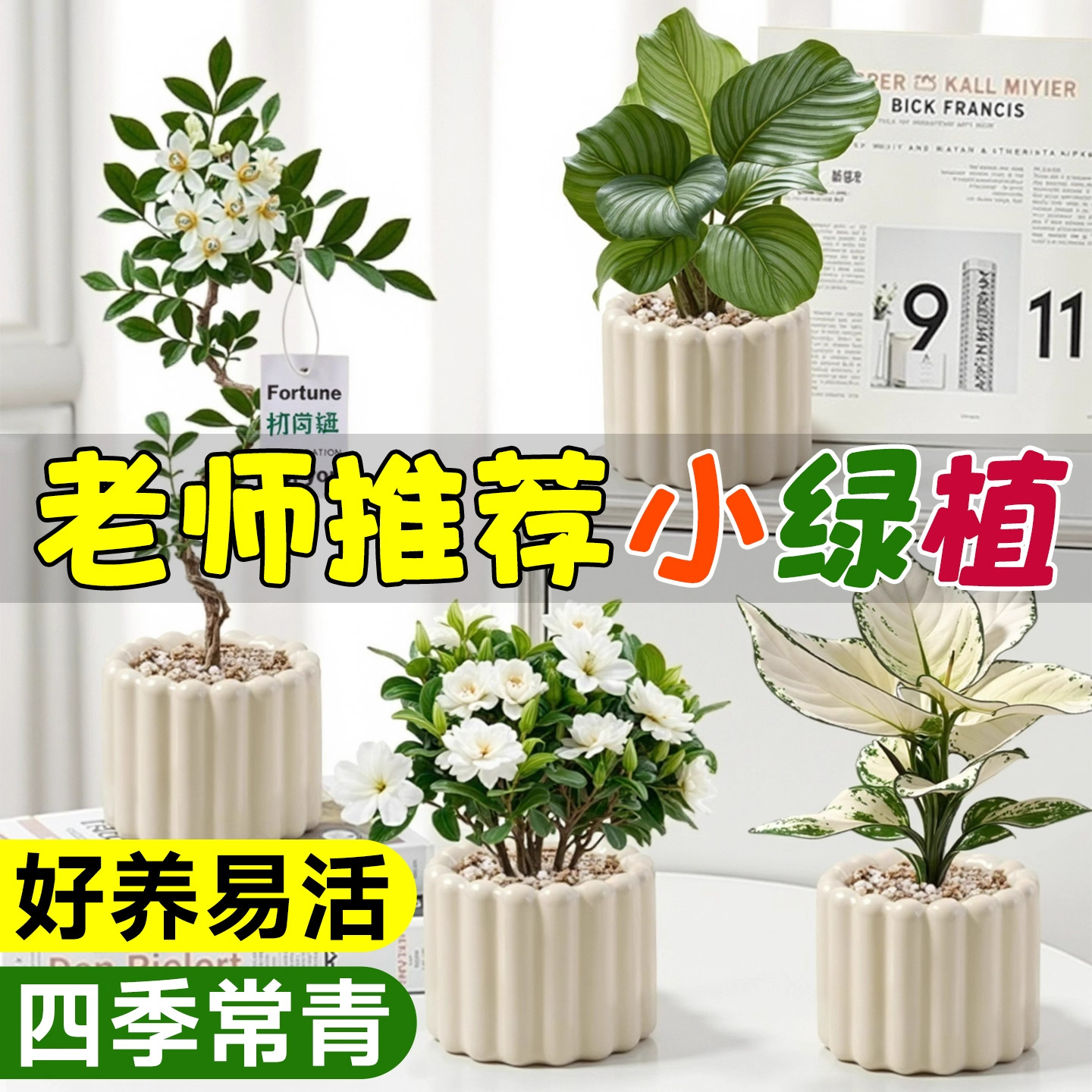 植物盆栽幼儿园好养活绿植桌面水图片